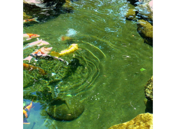 Средство Oase против нитевидных водорослей AlGo Direct, 5л