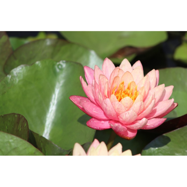 Водяная лилия (Нимфея)-Nymphaea Pan Mongkol, желто-розовый цветок