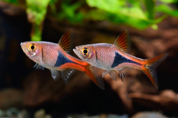 Расбора клинопятнистая (Rasbora heteromorpha) M (2-2,5 см)