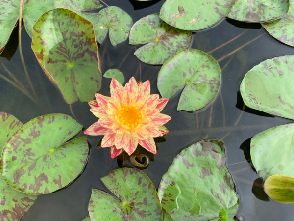 Водяная лилия (Нимфея)-Nymphaea Siam Fantasy желтый цветок с розовым крапом