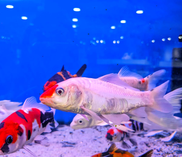 Карп кои, селекционный (Cyprinus carpio) ML (14-18 см)