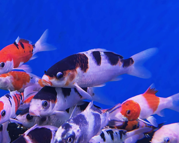 Карп кои широ (Cyprinus carpio Shiro) ML