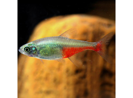 Афиохаракс ратбуни (Aphyocharax rathbuni) 