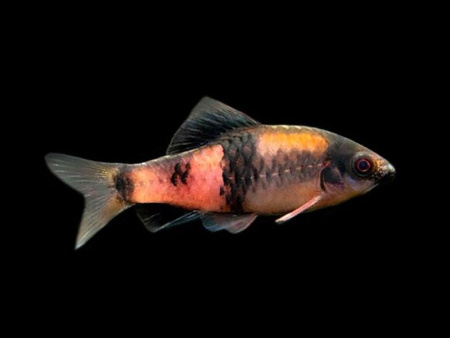 Барбус дынный (Puntius fasciatus) 