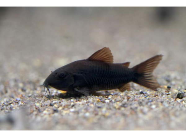 Запасная УФ-лампа UV-C Ersatzlampe 36W Clear Control 75, Giant Biofill XL  (126630)