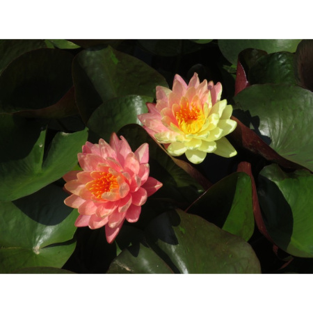 Водяная лилия (Нимфея)-Nymphaea Pan Mongkol, желто-розовый цветок