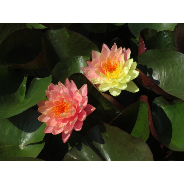 Водяная лилия (Нимфея)-Nymphaea Pan Mongkol, желто-розовый цветок