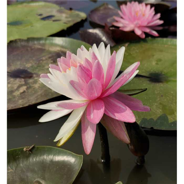 Водяная лилия (Нимфея)-Nymphaea Jakkaphong розовый с белым крапом цветок