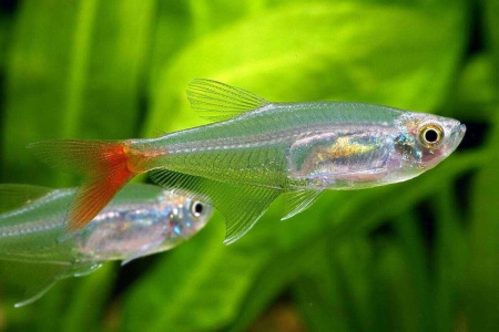 Тетра стеклянная "прионобрама" (Prionobrama filigera)