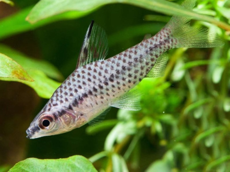 Хилодус (Chilodus punctatus) М