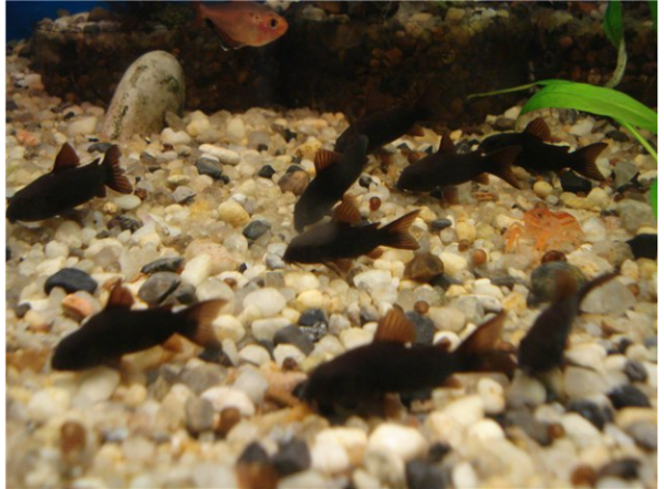 Запасная УФ-лампа UV-C Ersatzlampe 36W Clear Control 75, Giant Biofill XL  (126630)