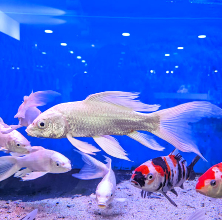 Карп кои вуалевый белая платина (Cyprinus carpio) МL (14-18 см)