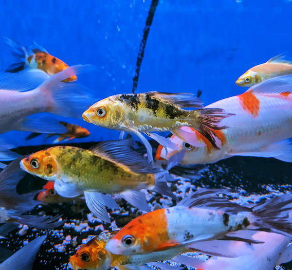 Карп кои вуалевый в ассортименте (Cyprinus carpio) S (7-10 см) 