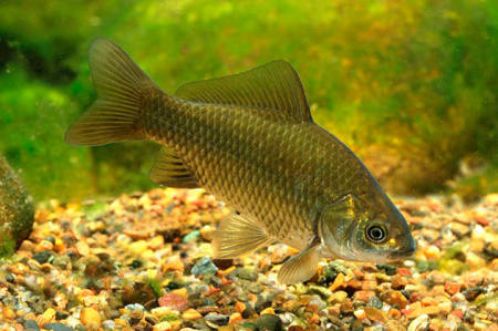 Карась золотой (Carassius carassius) Карась золотой (Carassius carassius)