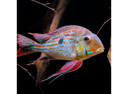 Геофагус Вайнмиллера (Geophagus Winemilleri) 