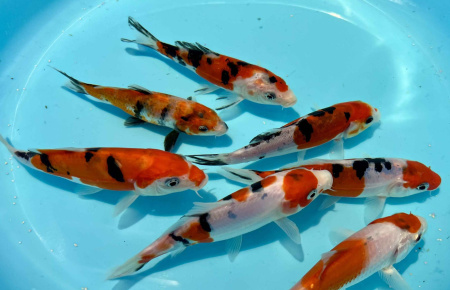 Карп кои шусуи (Cyprinus carpio Shusui) S