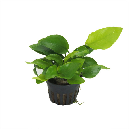 Anubias-nana-'Golden'