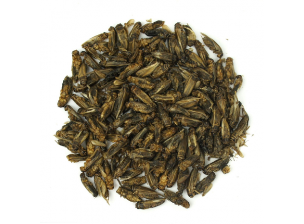 Корм Сверчок сушеный AQUAMENU 250мл/40г Корм Сверчок сушеный AQUAMENU 250мл/40г